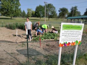 Community members from the organization known as Center for Human Services-Summer Work Experience tend to the community garden at Indian Foothills Park in Marshall on Friday, June 16. Contributed image