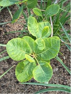 The green foliage of an American smoketree growing in St. Louis, Missouri. Photo courtesy of Michele Warmund
