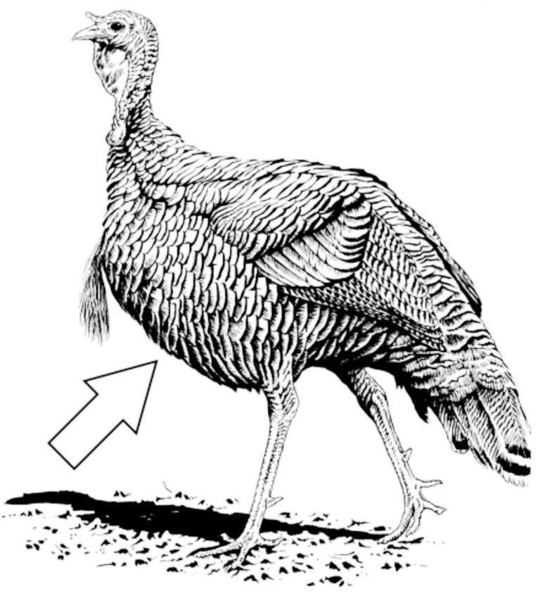 MDC is again asking Missouri turkey hunters to save and share feathers from the wild turkeys they harvest this fall and to send them to MDC. Turkey hunters should save the 9th and 10th primary wing feathers and 3-5 breast feathers from harvested turkeys. Photo courtesy of the Missouri Department of Conservation