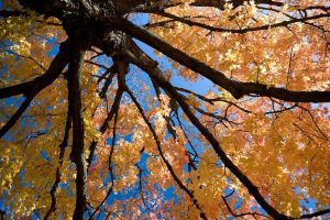 Enjoy the colors of the season, such as the orange leaves on maple trees, with the Missouri Department of Conservation's weekly fall color report. Photo courtesy of MDC
