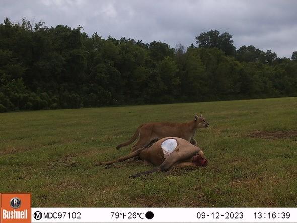 Missouri Department of Conservation staff confirmed a mountain lion sighting in Shannon County on Sept. 12. This is the 117th mountain lion confirmation in Missouri. Photo courtesy of the Missouri Department of Conservation