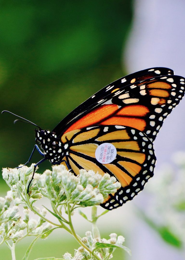 Pictured above is a tagged monarch. Photo courtesy of Pixabay.com