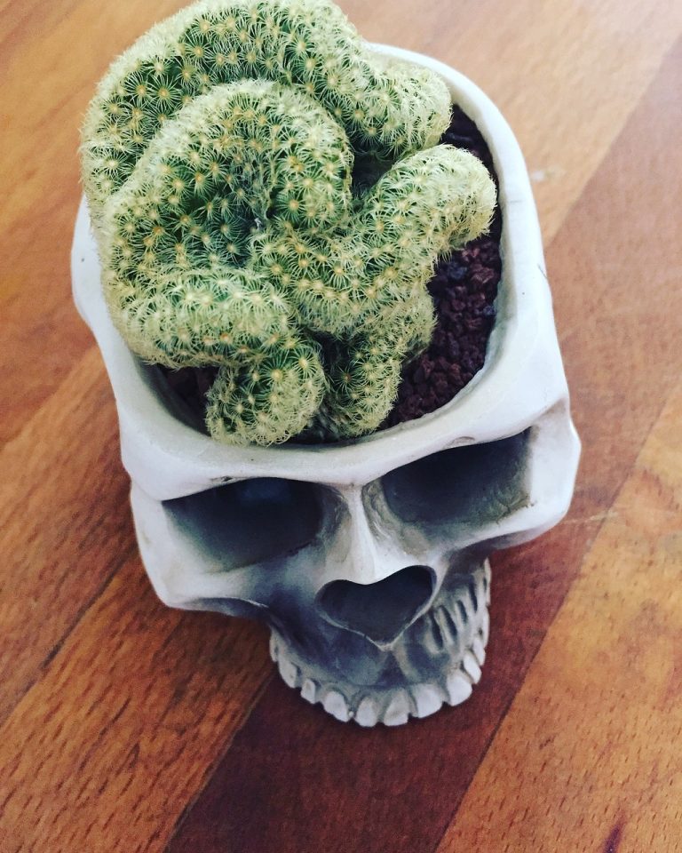Plant a twisted brain cactus in a skull container to scare away candy snatchers. Photo courtesy of Pixabay.com