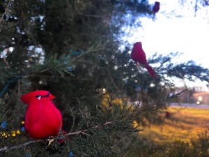 This year Good Shepherd Hospice partnered with Marshall Parks and Recreation to have a “Tree of Remembrance” at Indian Foothills Park. The tree will be up through the end of the year. Adorned with red cardinals and lights, the tree can be found standing a few feet away from the Minesa Lake sign. Danielle Linton-Hatfield/Democrat-News