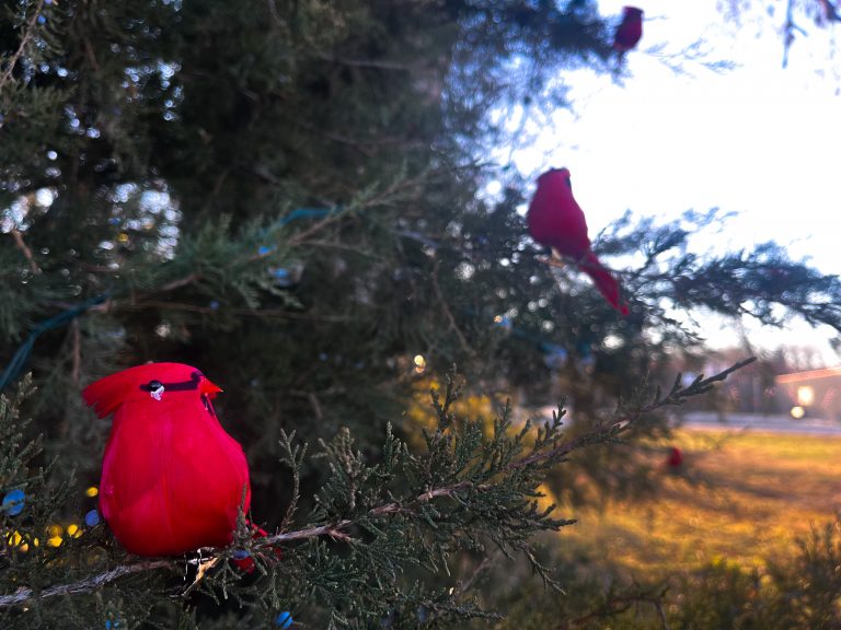 This year Good Shepherd Hospice partnered with Marshall Parks and Recreation to have a “Tree of Remembrance” at Indian Foothills Park. The tree will be up through the end of the year. Adorned with red cardinals and lights, the tree can be found standing a few feet away from the Minesa Lake sign. Danielle Linton-Hatfield/Democrat-News